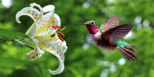 the voice of nature