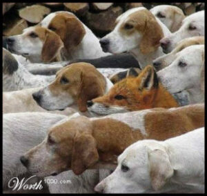 fox in the hounds